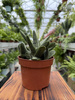 GASTERIA LITTLE WARTY P12