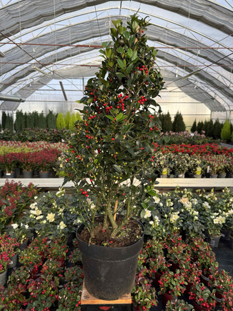 OSTROKRZEW KOLCZASTY BLUE MAID P28