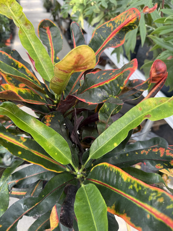 CROTON VARIEGATUM MAMMI P19