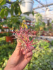 TILLANDSIA LONANTHA RUBRA P7