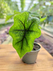 ALOCASIA JACKLYN P6