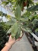 FICUS SNOWSTROM P9