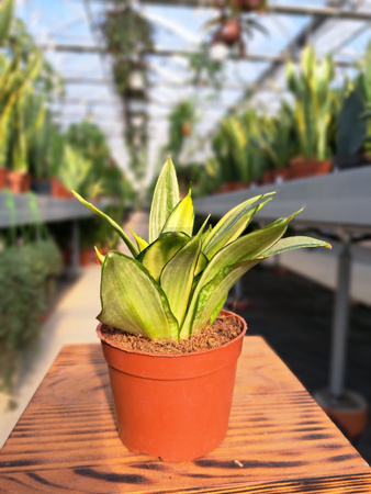 SANSEVIERIA HAHNII P9