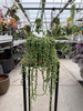 SENECIO ROWLEYA P14