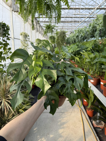 MONSTERA MINIMA P15
