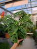MONSTERA ADANSONII P12