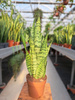 SANSEVIERIA ZEYLANICA P14