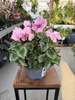 CYCLAMEN RÓŻOWY JASNY P12
