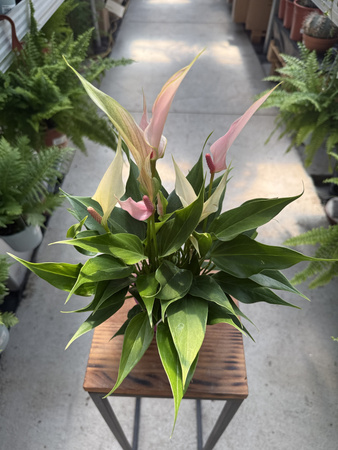 ANTHURIUM LILI PINK P9