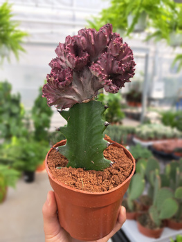 EUPHORBIA CRISTATA P10