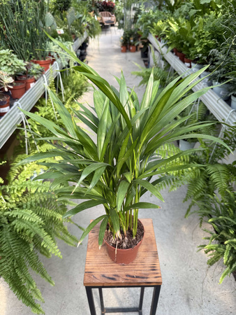 DYPSIS P12
