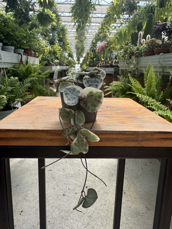 CEROPEGIA WOODI  VARIEGATA P6