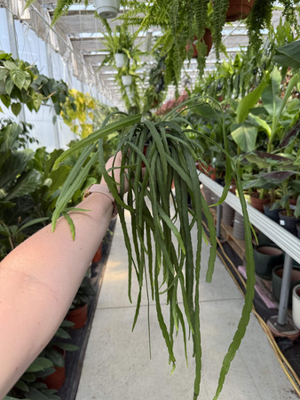 LEPISMIUM BOLIVIANUM P11