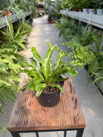 PAPROĆ ASPLENIUM LESLIE P9