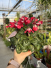 CYCLAMEN RÓŻOWY P10