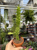 EUPHORBIA LACTEA VARIEGATA P8