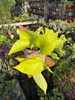 EPIPREMNUM GOLDEN POTHOS P12