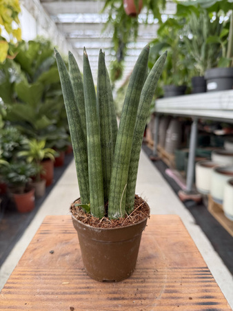 SANSEVIERIA CYLINDRICA STRAIGHT P9