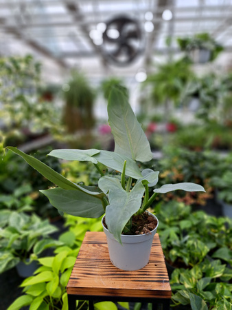 PHILODENDRON SILVER QUEEN P13