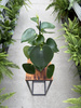 PEPEROMIA RAINDROP P11