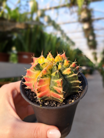 GYMNOCALCIUM MIHANOVICHII JAPAN P7