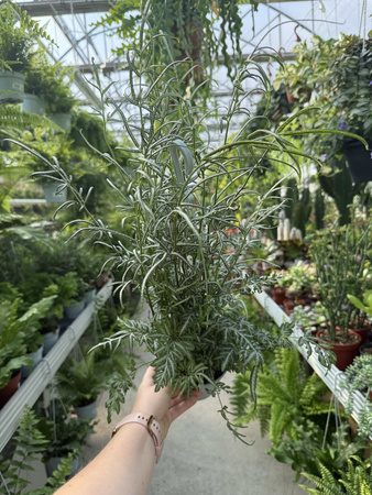 PAPROĆ PTERIS EVERGEMIENSIS P13