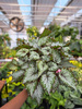BEGONIA REX ASIAN TUNDRA P13