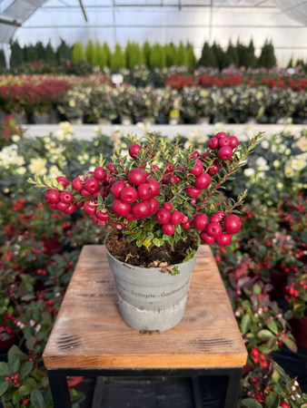 GOLTERIA CHILIJSKA - CZERWONA