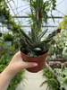 GASTERIA LITTLE WARTY P12