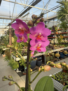 PHALENOPSIS PINK FLAMINGO P12
