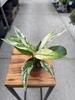 SPATHIPHYLLUM SNOW FEATHER P7
