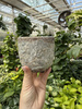 OSŁONKA SILA EGG POT GREY P8