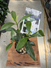 GARDENIA JASMINOIDES P9