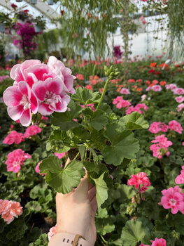 PELARGONIA STOJĄCA BARDZO JASNORÓŻOWA Z CIEMNYM OCZKIEM ZESTAW 6 SZTUK