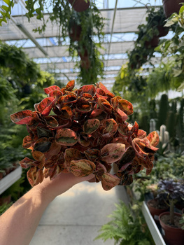 PEPEROMIA CAPERATA P12