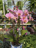 PHALENOPSIS MARVELLOUS RÓŻ NAKRAPIANY P17