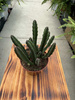 STAPELIA LEENDERTZIAE P8
