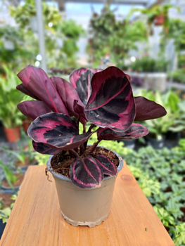 CALATHEA PRINCESS JESSIE P10