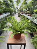 PAPROĆ ASPLENIUM CRISPY WAVE P12.