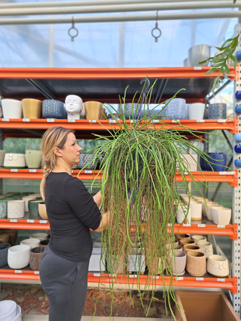 EPIPHYLLUM WERCKLEY P25