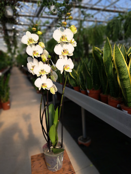 PHALENOPSIS ANTURA CAMBRIDGE P12