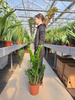 ZAMIOCULCAS ZAMIFOLIA P24