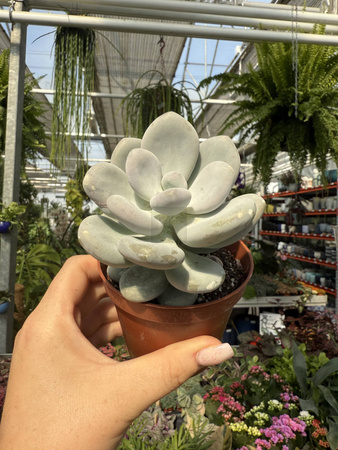 PACHYPHYTUM OVIFERUM P8