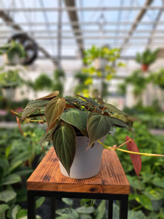 PHILODENDRON SCANDENS MICANS P12