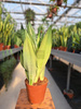 SANSEVIERIA MOONSHINE P14