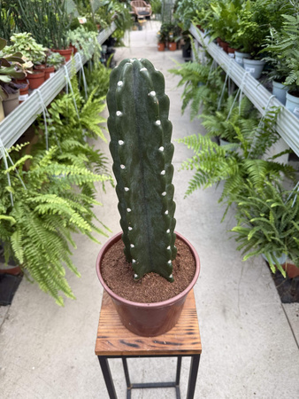 CEREUS JAMACURU. - CUDDLY P20