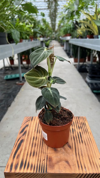 PHILODENDRON MELANOCHRYSUM P9