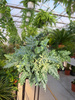 PAPROĆ PHLEBODIUM DAVANA P20