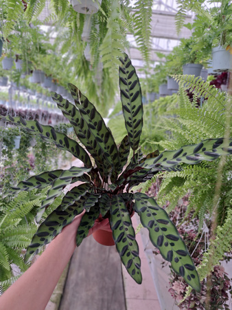 CALATHEA LANCIFOLIA P14