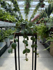 PEPEROMIA HOPE P9